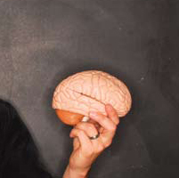 A hand holding a model of a human brain in front of a gray background