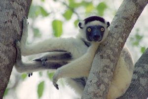 Learning from Lemurs