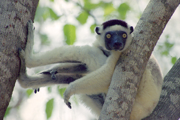 Lemur on tree branch.