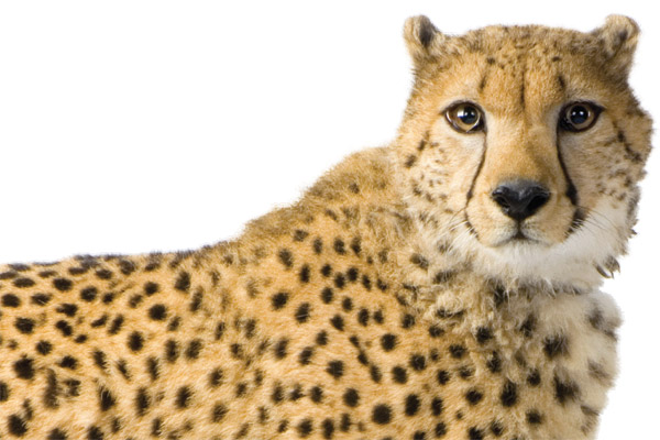 Image of a cheetah.