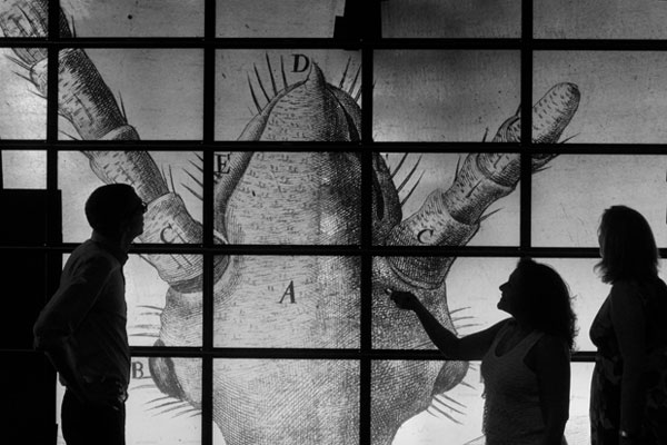 High-resolution image of a louse.