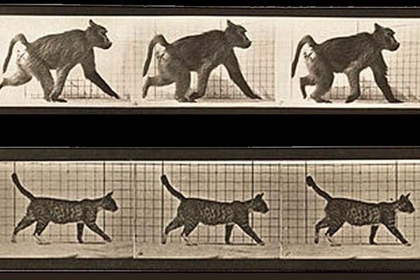 Walking on All Fours Is Not Backward Evolution, Study Shows