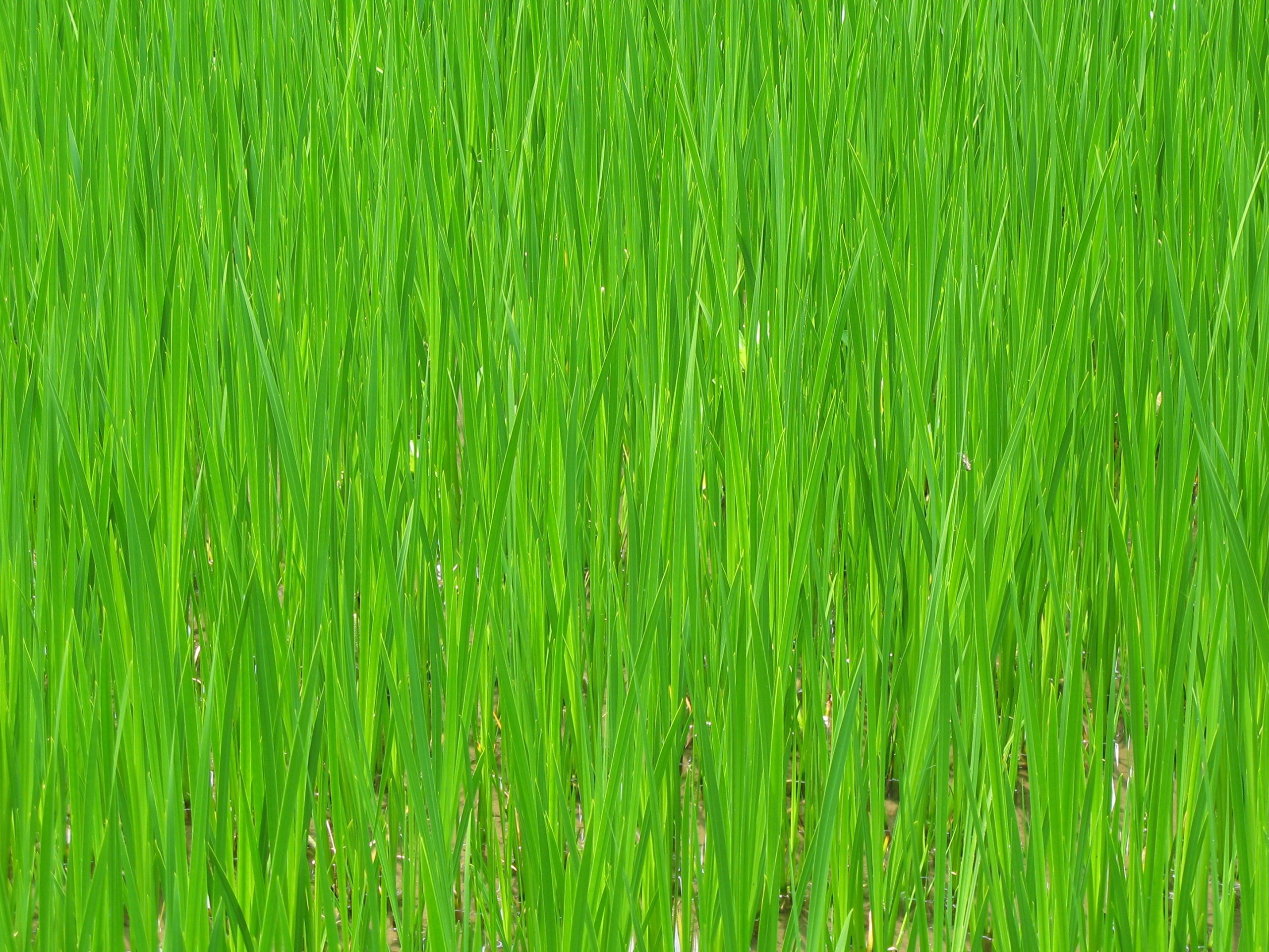 close up of grass