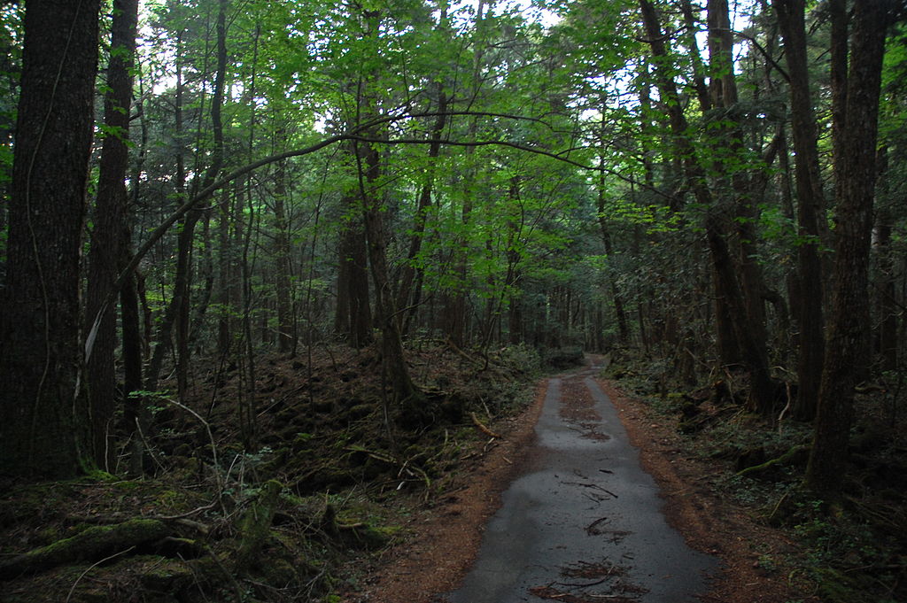 Aokigahara forest is also known as the "Sea of Trees."