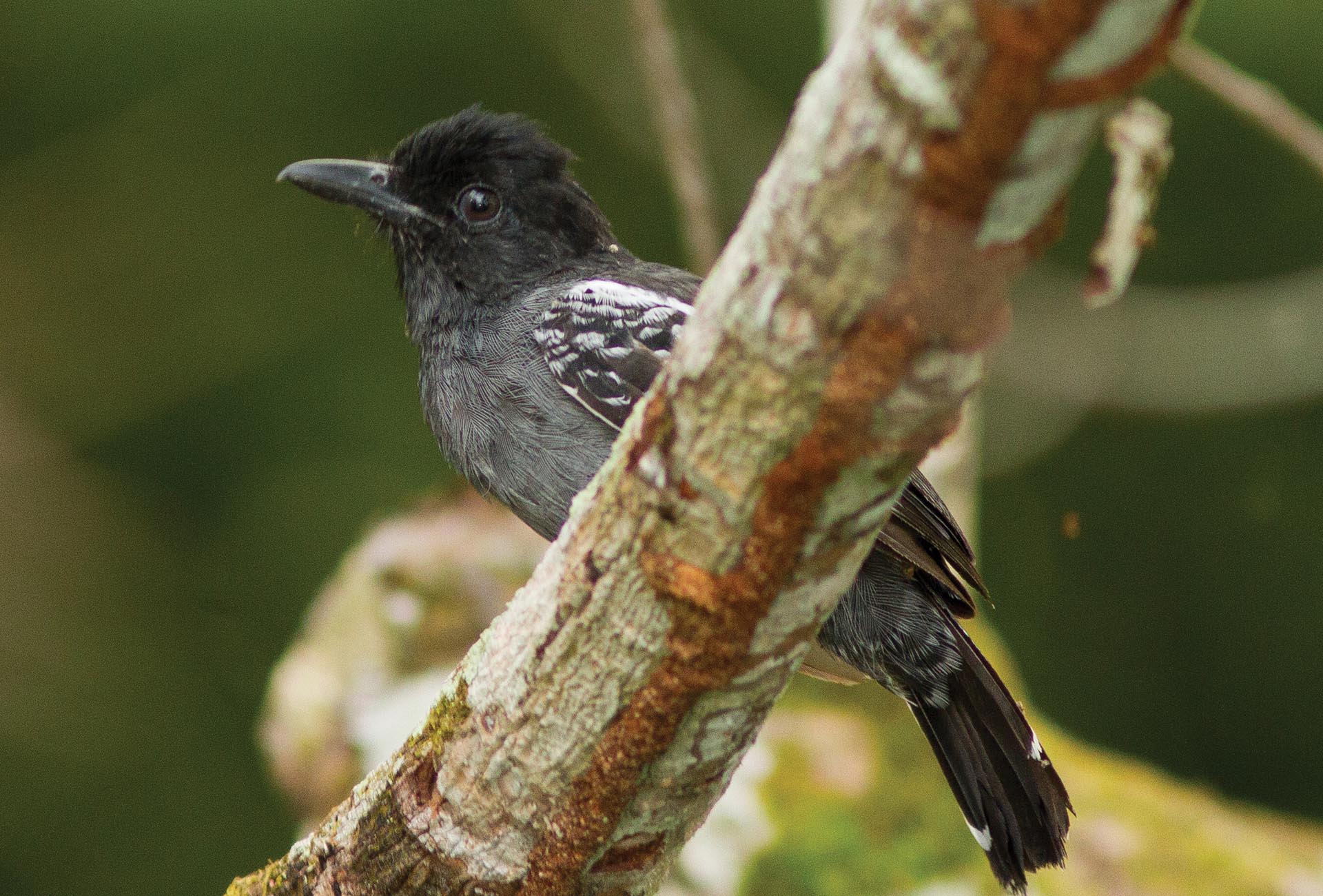 Photo of a black bird with white spotted feathers on its wings, perched on a tree branch.
