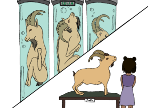 The End of the Line: “Endlings” and what their stories tell us about the planet, its inhabitants, and ourselves